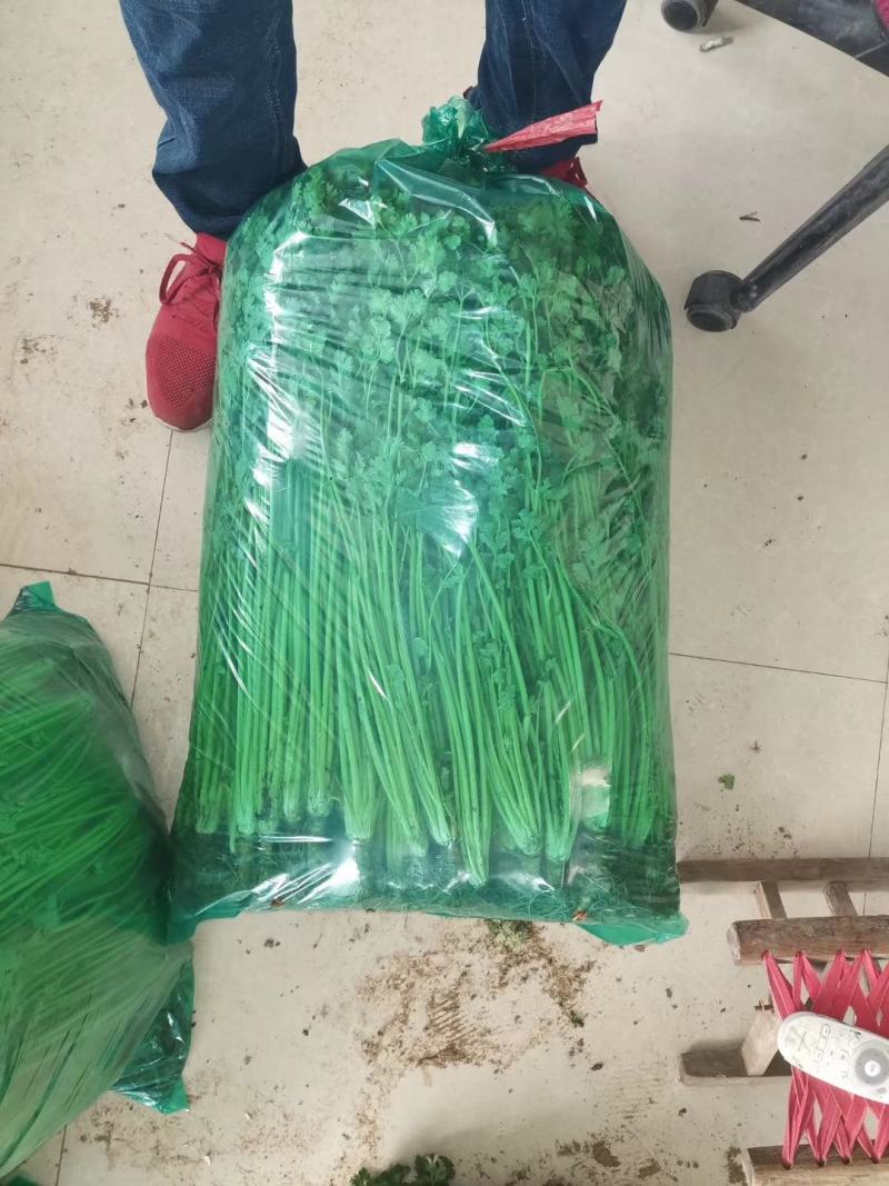 精品冷库香菜批发零售价格美丽！高矮都有！
