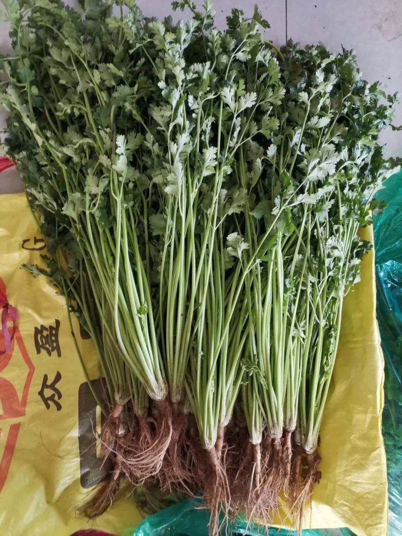 精品冷库香菜批发零售价格美丽！高矮都有！
