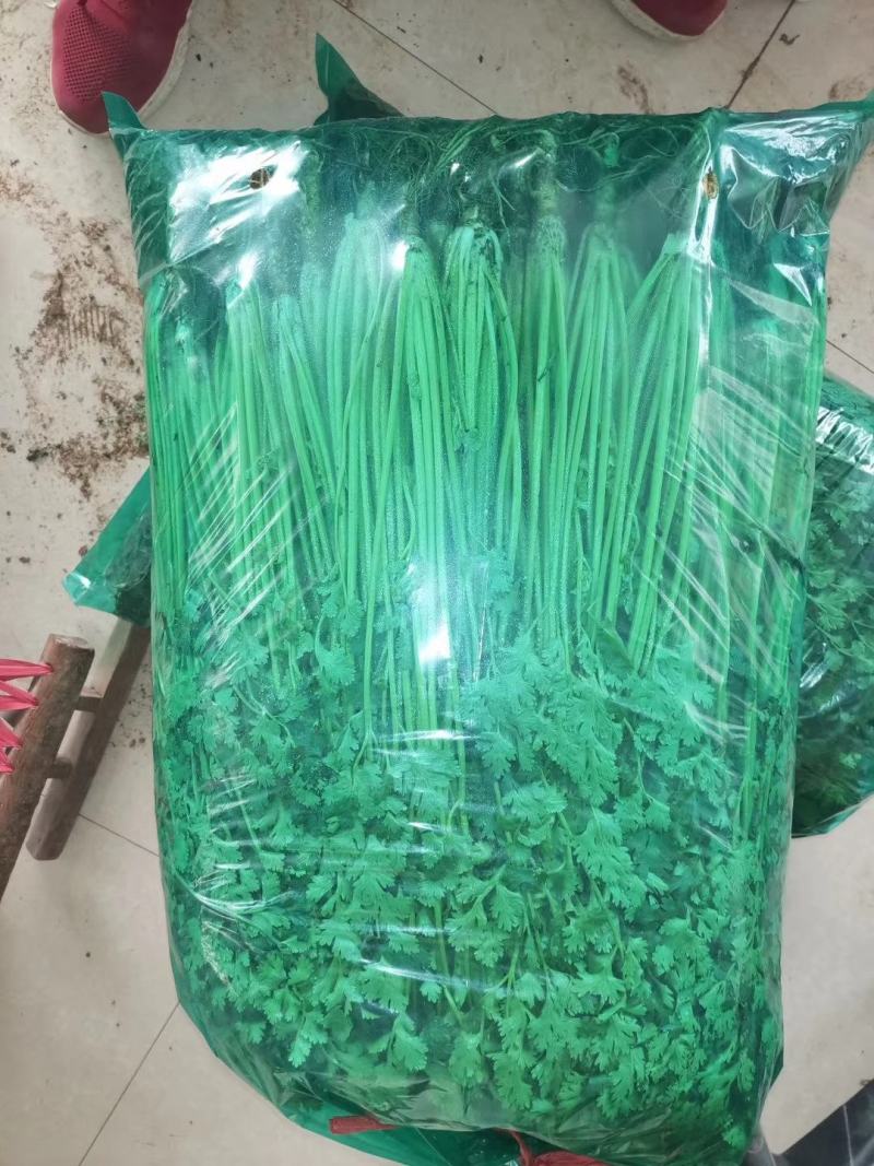精品冷库香菜批发零售价格美丽！高矮都有！