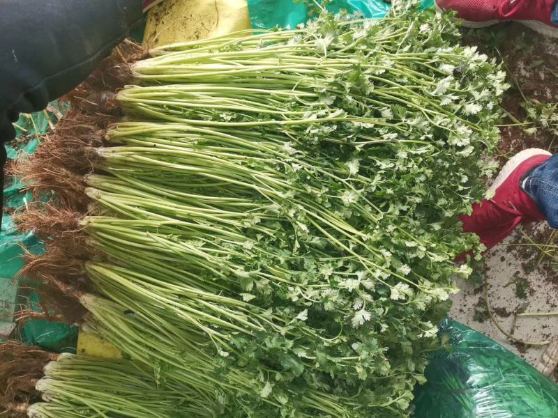 精品冷库香菜批发零售价格美丽！高矮都有！