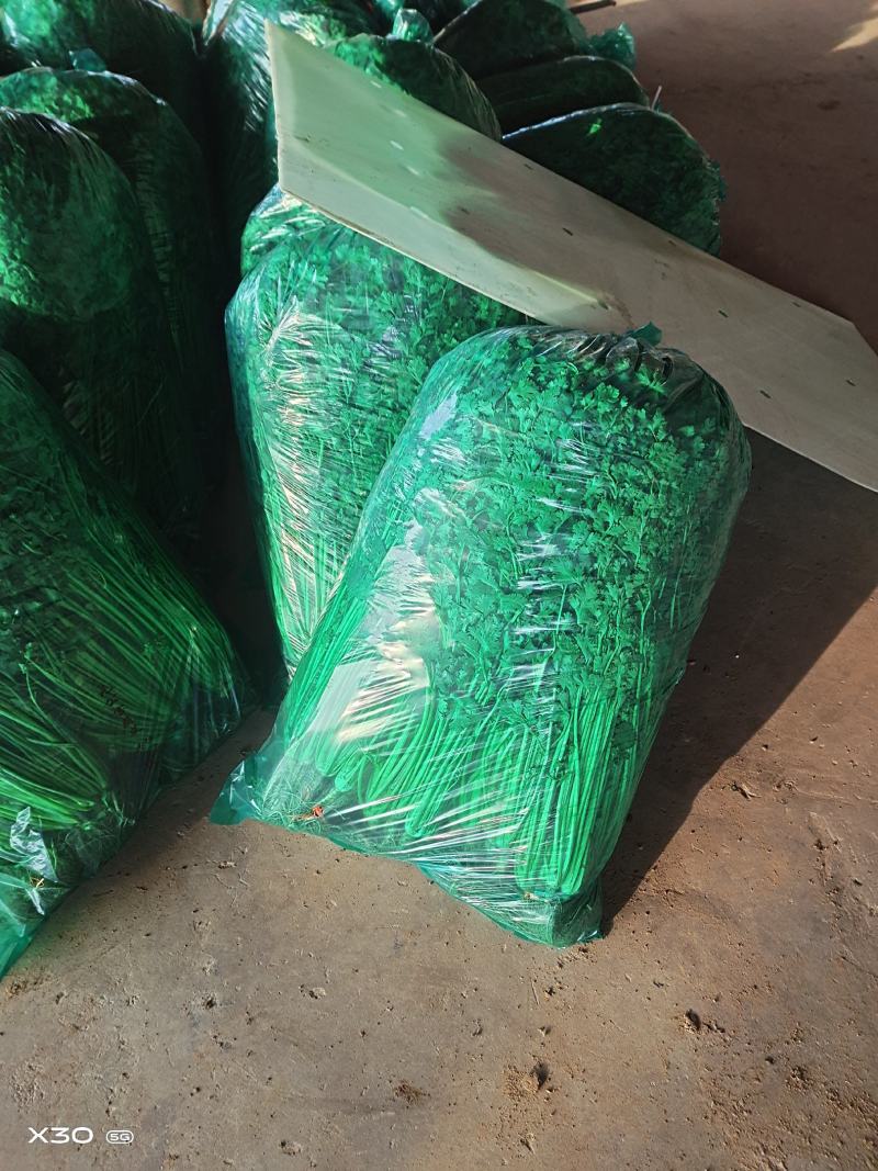 精品冷库香菜批发零售价格美丽！高矮都有！