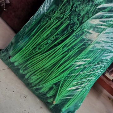 精品大叶实心香菜60--70公分，质量好，无烂心价格美丽
