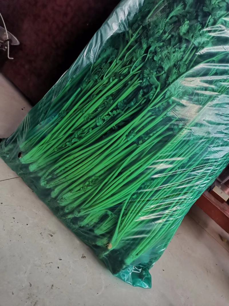 精品大叶实心香菜60--70公分，质量好，无烂心价格美丽