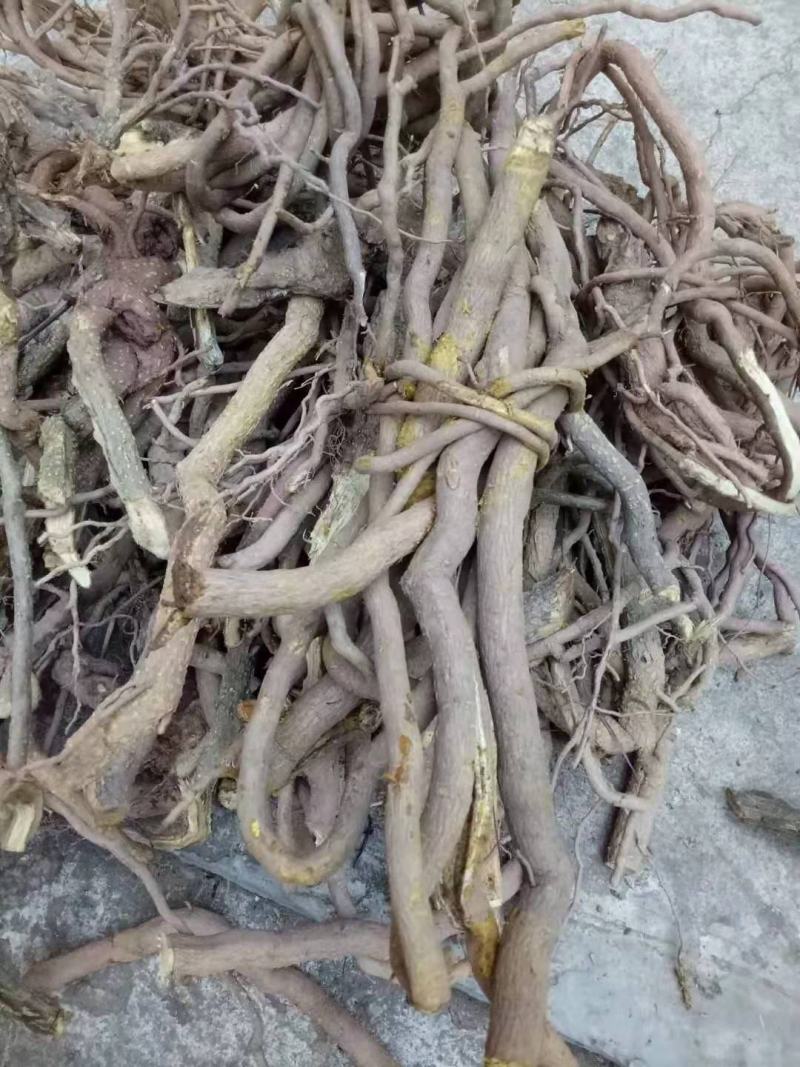 两面针野生干货