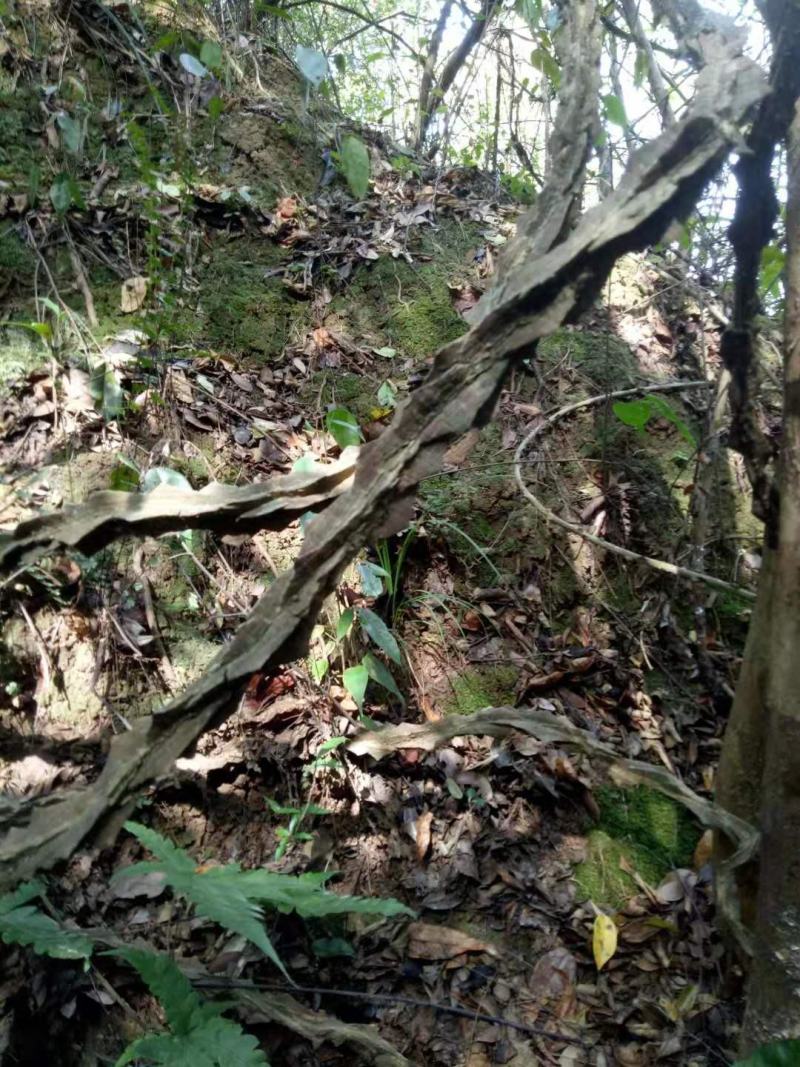 两面针野生干货