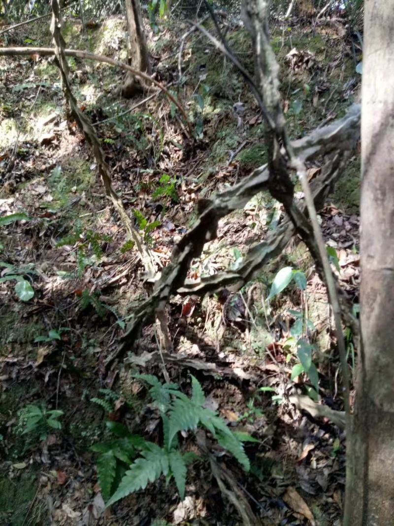 两面针野生干货