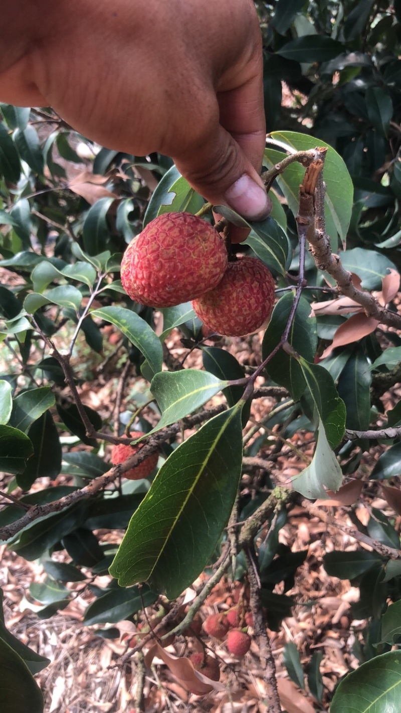 白糖罂荔枝喜欢的老板就来看看明年的货