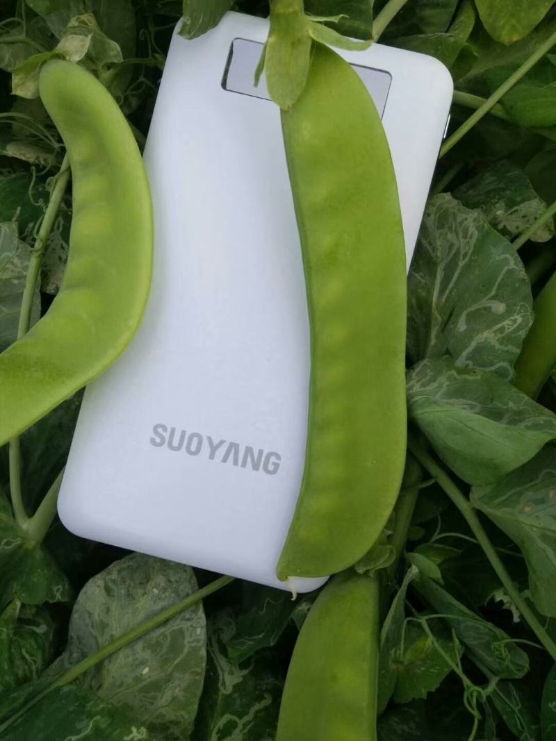 白花大荚荷兰豆早熟高产