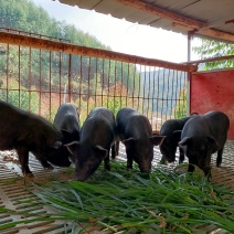 生态养殖藏香猪，吃草肉质好