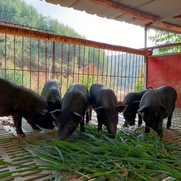 生态养殖藏香猪，吃草肉质好