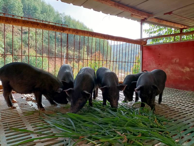 生态养殖藏香猪，吃草肉质好