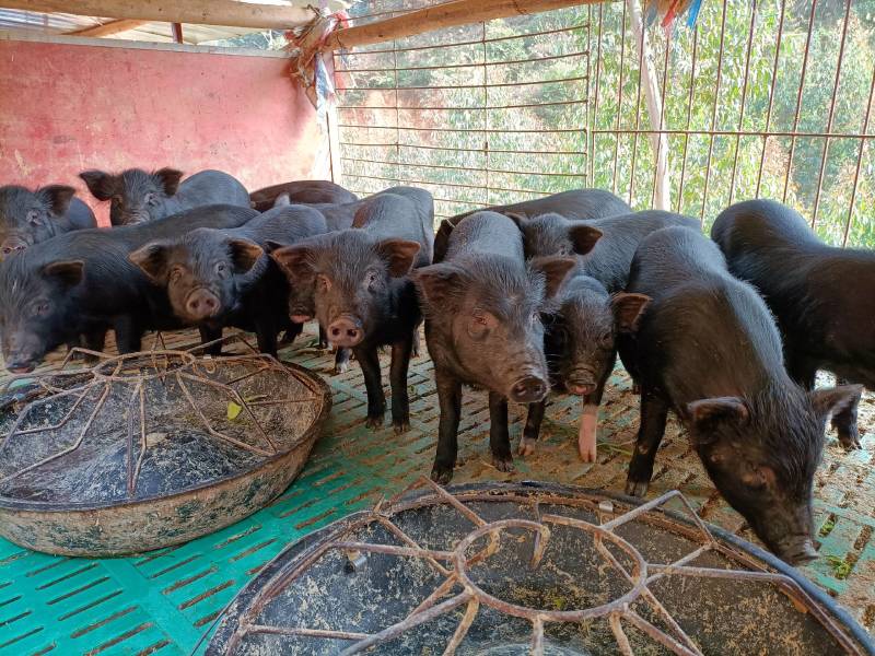 生态养殖藏香猪，吃草肉质好