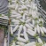 白萝卜春秋萝卜长萝卜精品白萝卜四川萝卜水洗萝卜