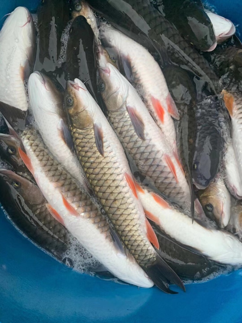 军鱼批发，量大从优，送货上门