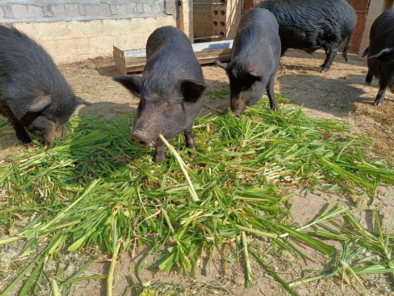 生态养殖藏香猪，吃草肉质好