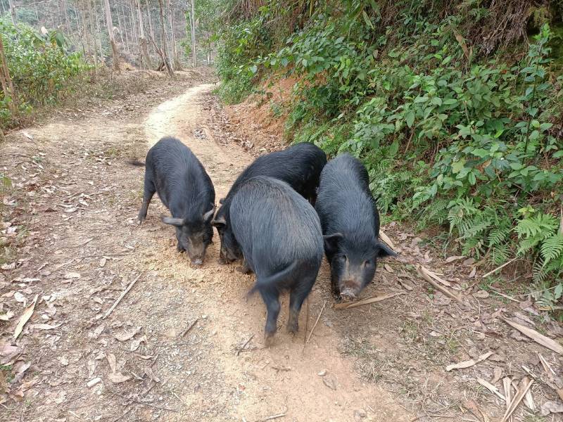 生态养殖藏香猪，吃草肉质好