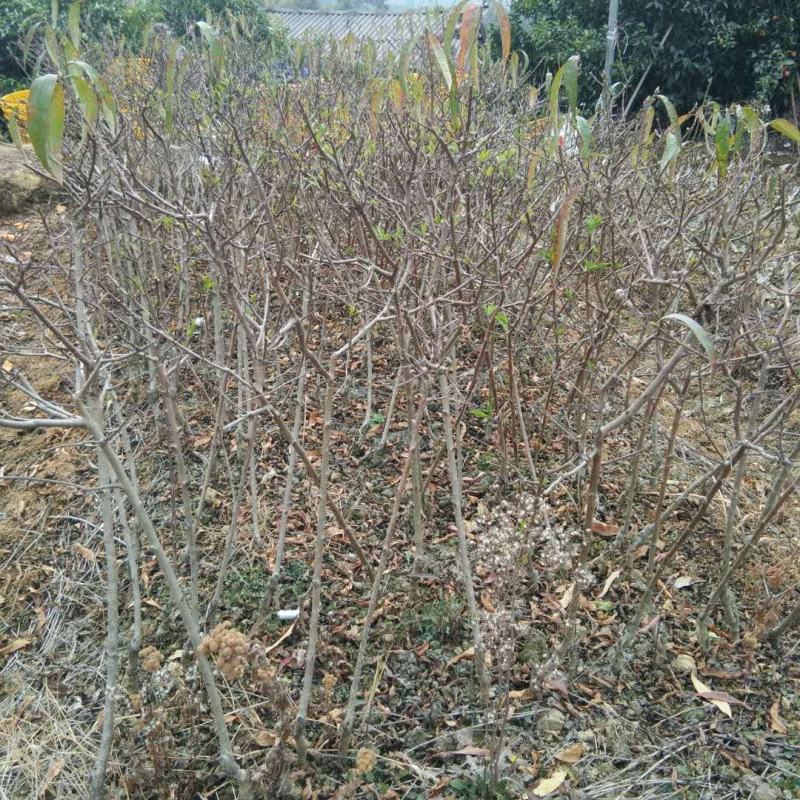桃花苗，品种有大红碧桃，粉色桃花，有地苗和杯苗
