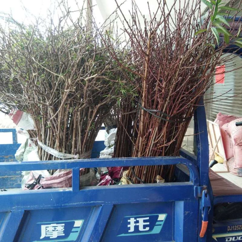 桃花苗，品种有大红碧桃，粉色桃花，有地苗和杯苗