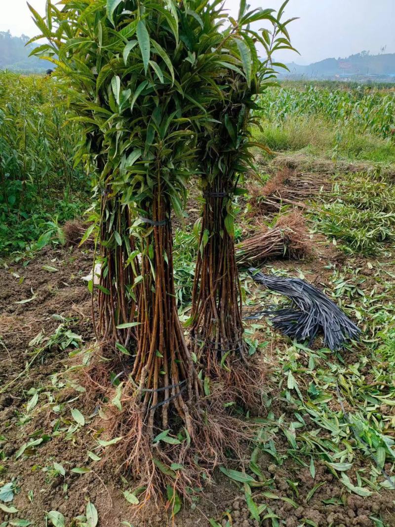 桃花苗，品种有大红碧桃，粉色桃花，有地苗和杯苗