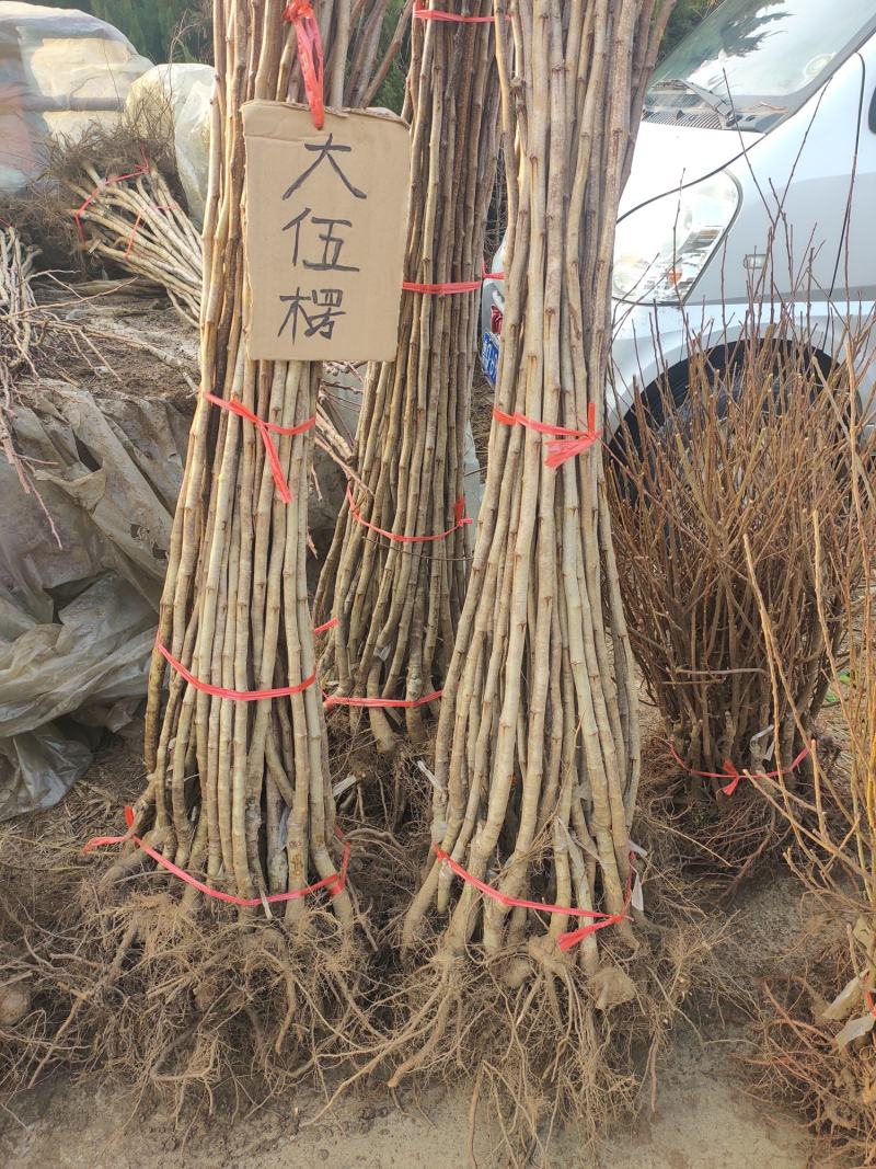 优质嫁接山楂苗基地直发价格优惠欢迎合作