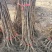 优质嫁接山楂苗基地直发价格优惠欢迎合作
