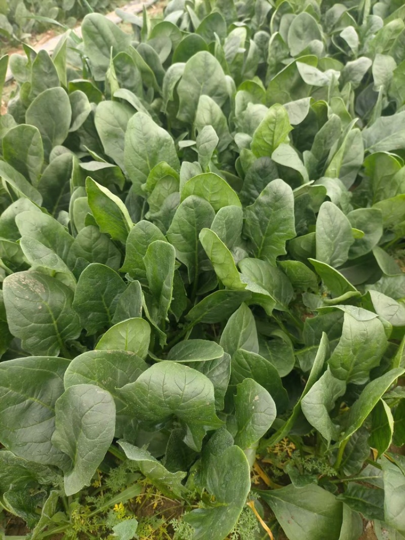 潍坊大叶菠菜，小叶菠菜，大量潍坊菠菜现货供应