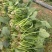 潍坊大叶菠菜，小叶菠菜，大量潍坊菠菜现货供应