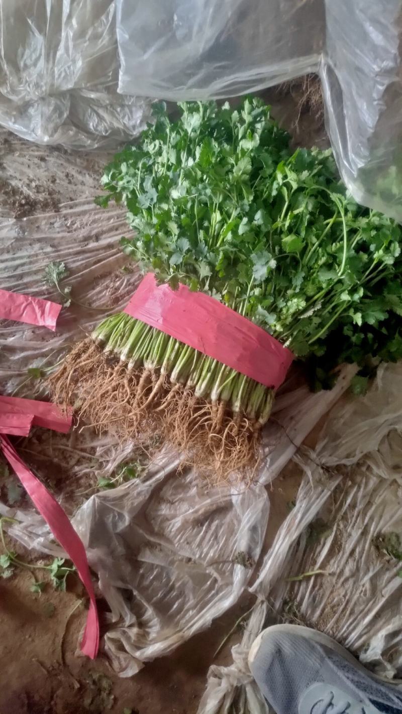 铁杆青香菜小叶毛菜大量供应净菜大量有货毛菜香菜种子！