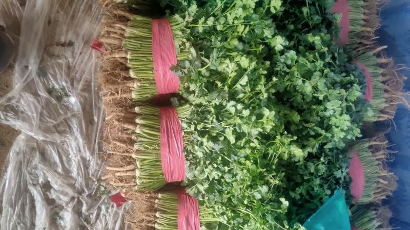 铁杆青香菜小叶毛菜大量供应净菜大量有货毛菜香菜种子！