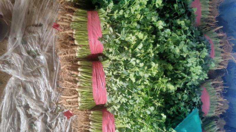 铁杆青香菜小叶毛菜大量供应净菜大量有货毛菜香菜种子！