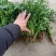 铁杆青香菜小叶毛菜大量供应净菜大量有货毛菜香菜种子！