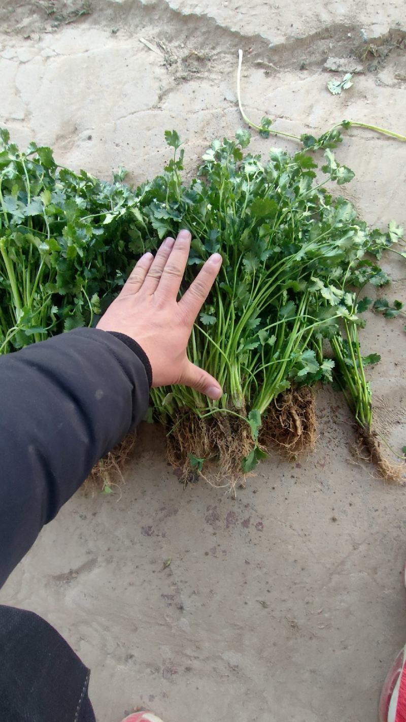 铁杆青香菜小叶毛菜大量供应净菜大量有货毛菜香菜种子！