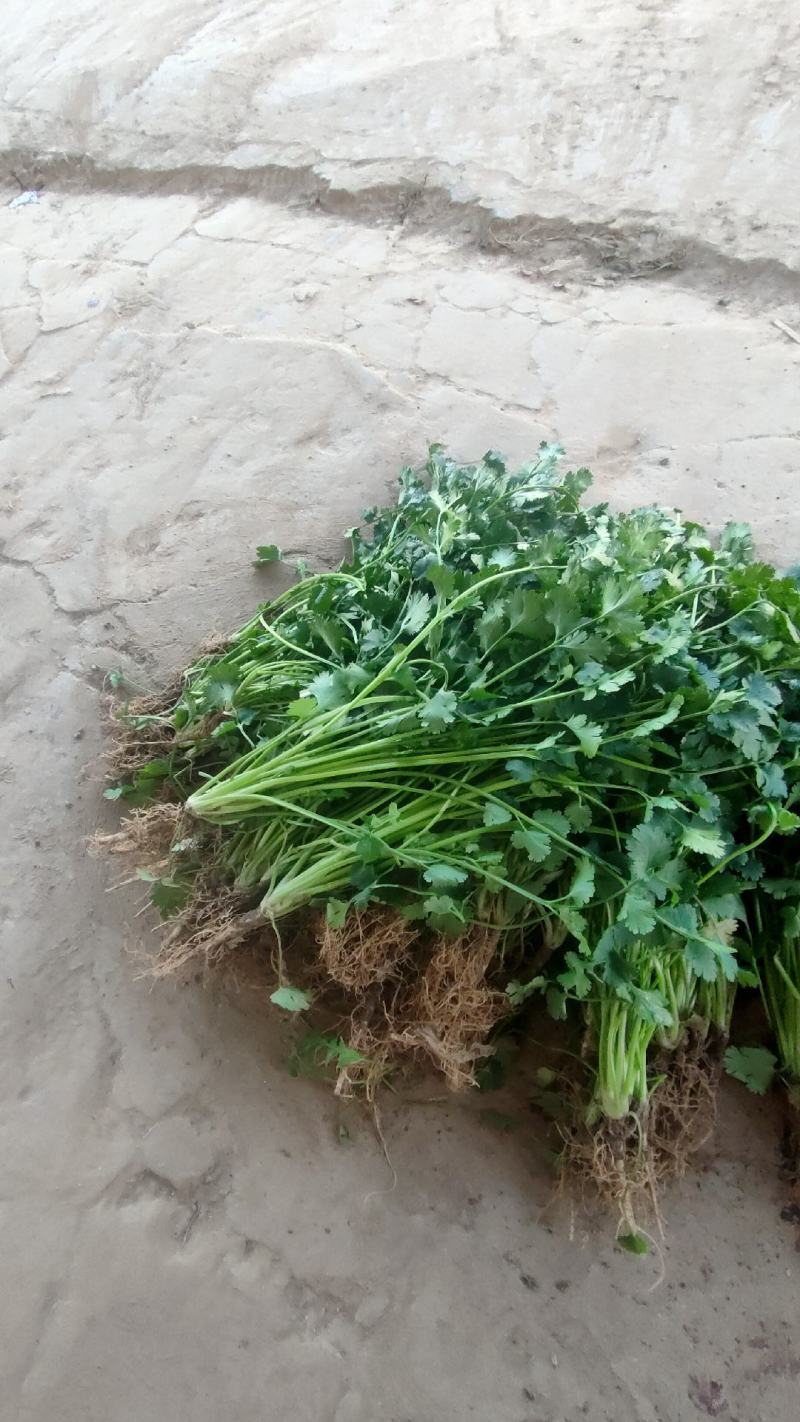 铁杆青香菜小叶毛菜大量供应净菜大量有货毛菜香菜种子！