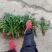 铁杆青香菜小叶毛菜大量供应净菜大量有货毛菜香菜种子！
