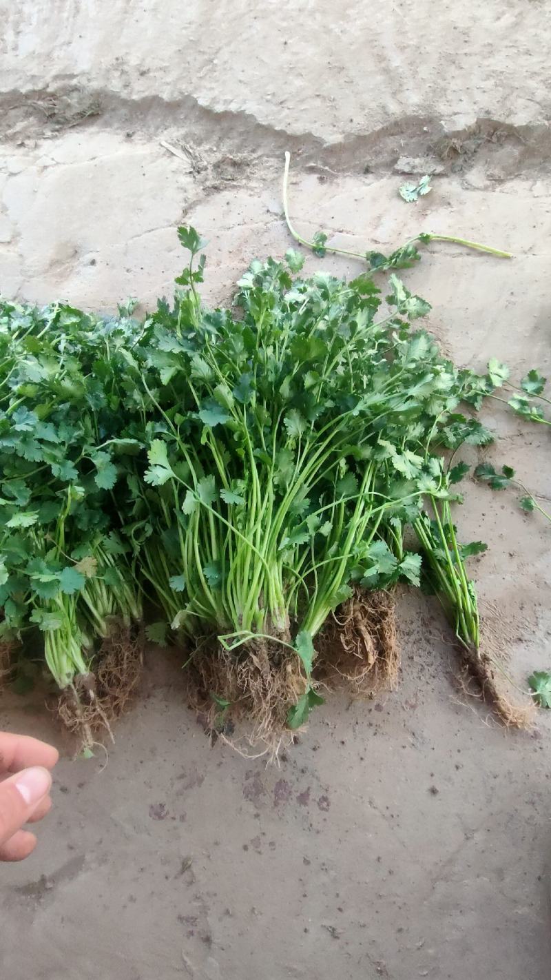 铁杆青香菜小叶毛菜大量供应净菜大量有货毛菜香菜种子！