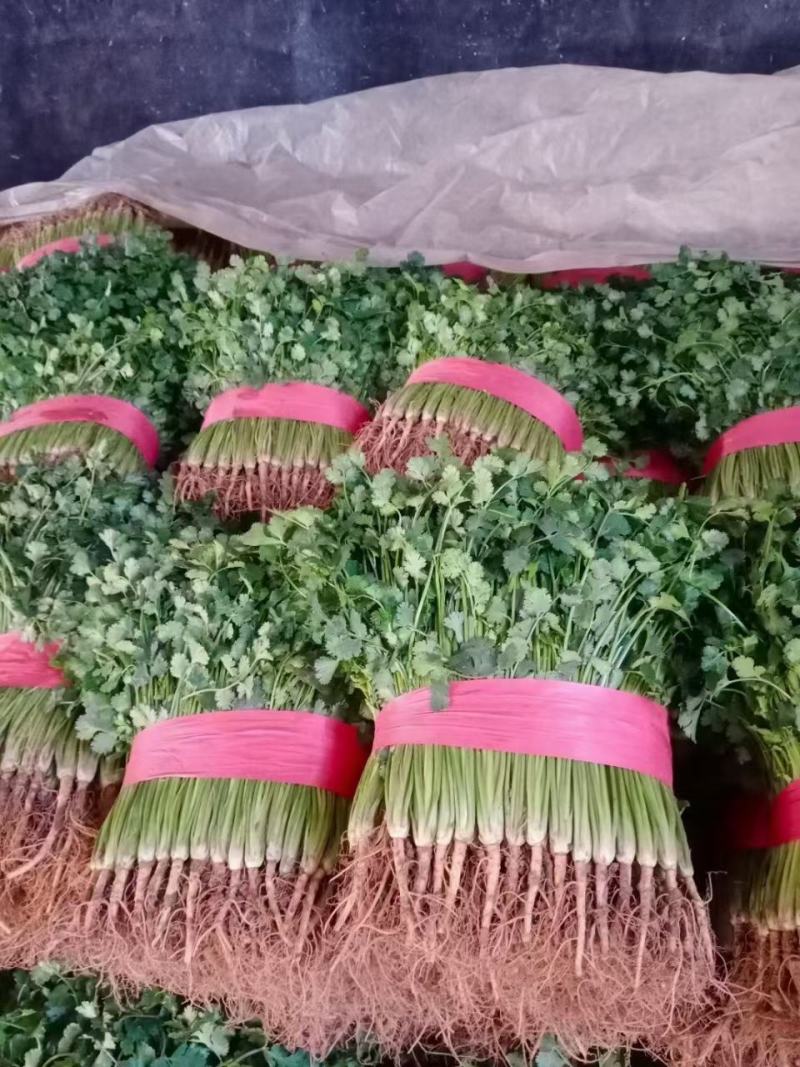 铁杆青香菜小叶毛菜大量供应净菜大量有货毛菜香菜种子！