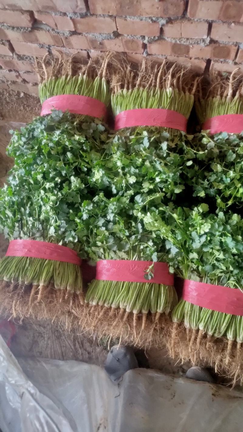 铁杆青香菜小叶毛菜大量供应净菜大量有货毛菜香菜种子！