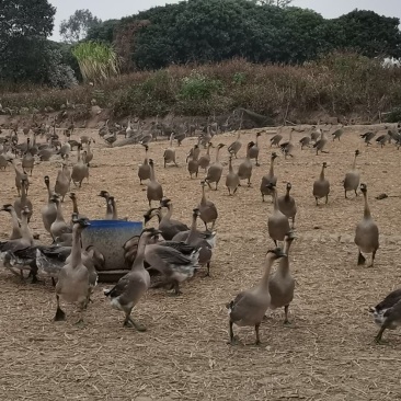 靓场地自己养的马岗鹅