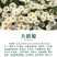 大滨菊种子洋甘菊花种子四季易种活花籽阳台庭院室外花卉花种