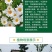 大滨菊种子洋甘菊花种子四季易种活花籽阳台庭院室外花卉花种