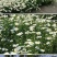 大滨菊种子洋甘菊花种子四季易种活花籽阳台庭院室外花卉花种