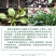 大滨菊种子洋甘菊花种子四季易种活花籽阳台庭院室外花卉花种