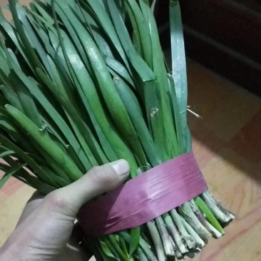陆地头刀小捆红根韭菜，大量上市，量大从优，