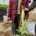 黄心马家沟芹菜大批量上市