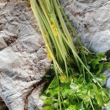 黄心马家沟芹菜大批量上市