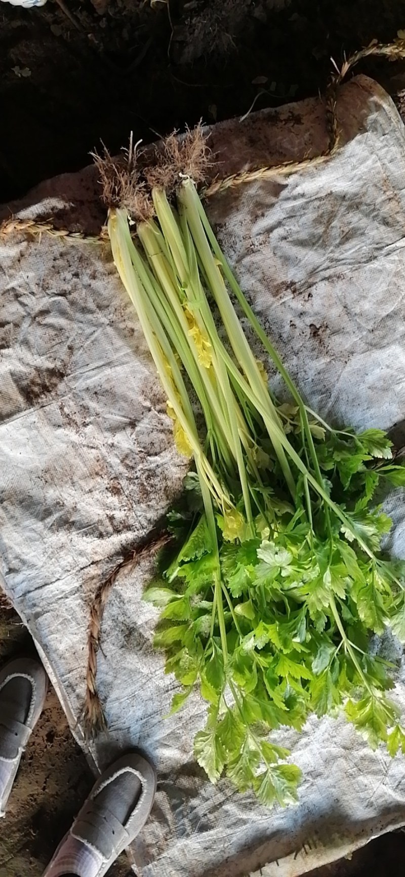 黄心马家沟芹菜大批量上市