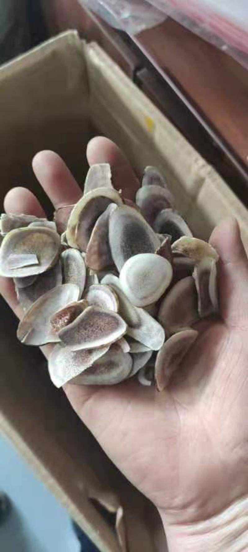 【自用型鹿茸片】一斤160元包邮50克25元包邮