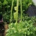 黄心马家沟芹菜大批量上市
