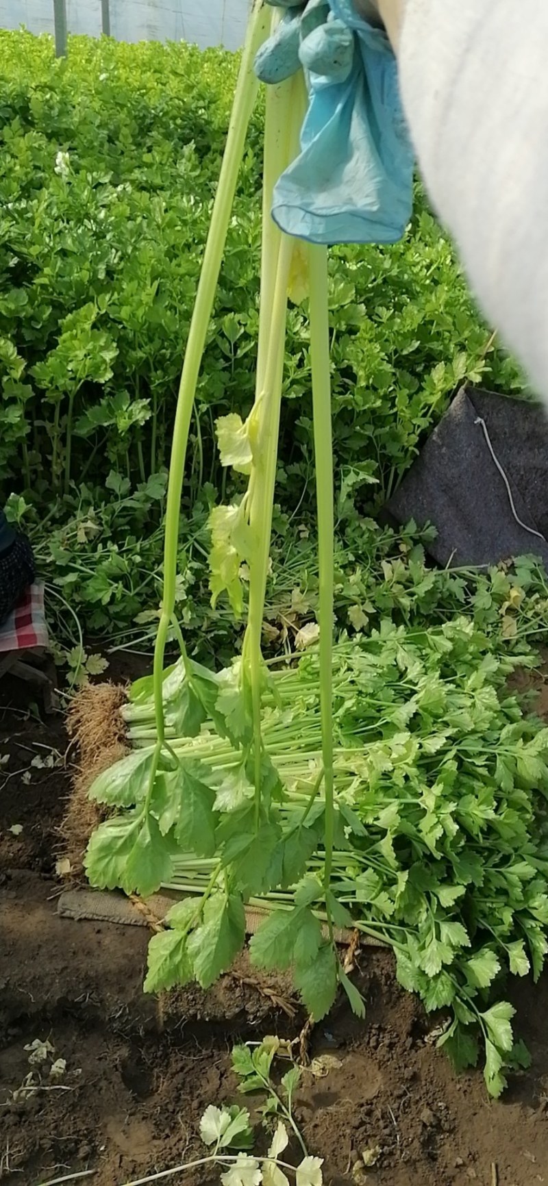 黄心马家沟芹菜大批量上市