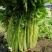 黄心马家沟芹菜大批量上市